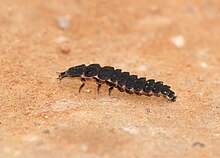 Larva Nyctophila reichii.jpg