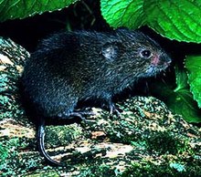 Microtus pennsylvanicus