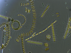 Phytoplankton