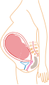 Relativ størrelse i den 9. måned (simplificeret illustration)