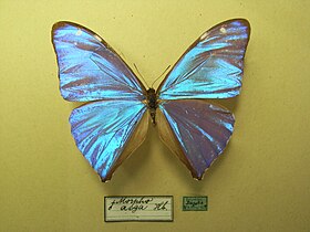 Efeito iridescente das asas de exemplar macho de M. aega exposto em museu.