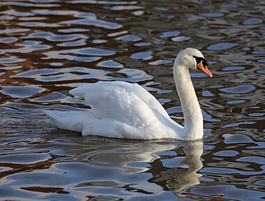 Mute swan