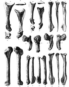 Ossos de les ales, incloses les protuberàncies del carp (87–90) al centre dret