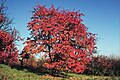 Red tree in autumn showing strong saturation, Velvia 100