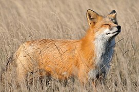 Bresitol (Vulpes vulpes)