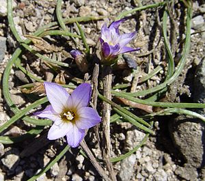 Romulea bulbocodium