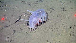 Gli Elasipodida come questo "maiale marino" (Scotoplanes globosa) hanno un corpo traslucido e delle appendici di marcia o di nuoto. Sono abissali.