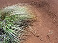 weeping lovegrass (Eragrostis curvula)