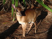 Small brown bovid