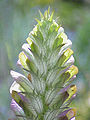 Acanthus balcanicus