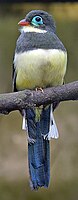 Sumatran Trogon