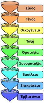 The various levels of the scientific classification system.