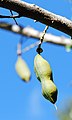 Castanospermum australe