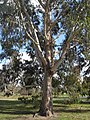 Eucalyptus chapmaniana in Kew Gardens