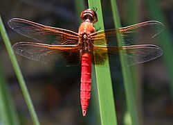 Libellula croceipennis