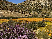 Namaqualand, Goegap 1035.jpg