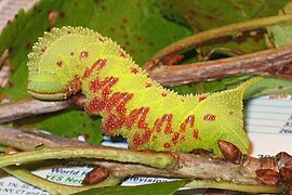 Paonias excaecatus (Sphingidae, Smerinthinae)