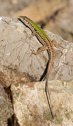 Italian wall lizard