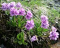 Primula glutinosa