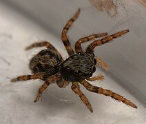 2mm long juvenile female