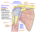 Diagrama de la articulación del hombro, vista frontal.