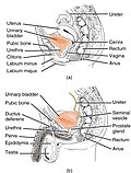 Thumbnail for Urinary incontinence