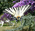 Voilà un beau papillon pour te rendre hommage. Sebleouf