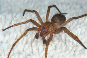 Macho de Tegenaria agrestis.