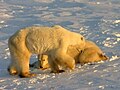 Two Polar Bears at Cape Churchill (Wapusk-Nationalpark, Manitoba, Canada)