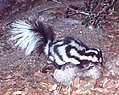 Westelijke gevlekte skunk (Spilogale gracilis)