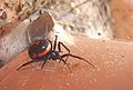 Steatoda paykulliana