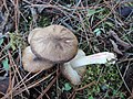 Tricholoma orirubens