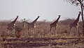 Giraffa camelopardalis.