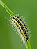 Zygaena lonicerae – Raupe