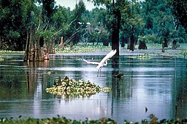 Mississippijoen suistoa eteläisessä Louisianassa.