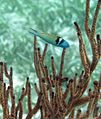 Thalassoma bifasciatum, koralni greben pred Belizejem