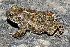 Epidalea calamita edo Apo lasterkaria, Plaiaundiko espezie enblematiko bat.