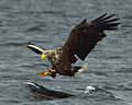 Image 23White-tailed eagle fishing off Mull, one of several islands to which the birds have been successfully re-introduced Credit: Jacob Spinks