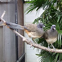 Plain Chachalaca