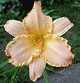 Hemerocallis "Sense"