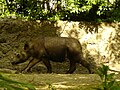 The Zoo was the first zoo to house the Sumatran Rhinoceros