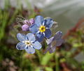 Myosotis laxa