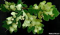 Mine de feuilles sur Quercus robur.