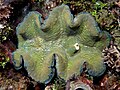 Green and blue giant clam from East Timor