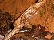 Brown morph of in ambush position