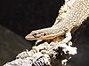 Auffenbergs Waran (Varanus auffenbergi)