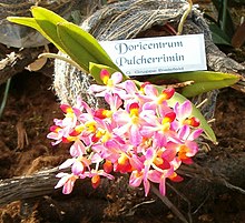 XDoricentrum pulcherrimin OrchidsBln0906.jpg