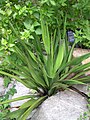 Yucca rupicola