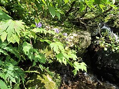 生育環境。増水すれば水がかかるような渓流沿いに生育する。