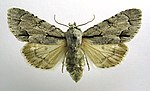 Acronicta tridens – Specimen